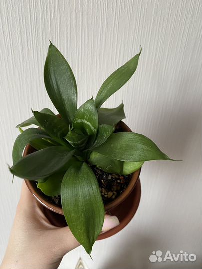 Сансевиерия ханни