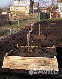 Черешня зимостойкая саженцы