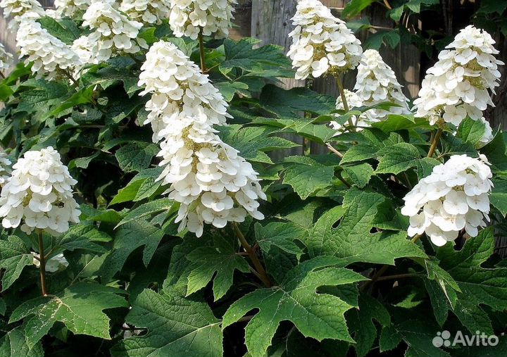 Гортензия дуболистная Айс Кристал