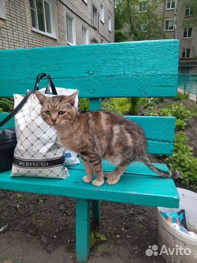 Котик в добрые руки