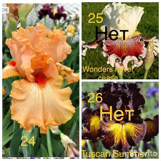 Ирисы сортовые высокие