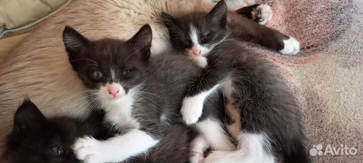 Котята 1 месяц