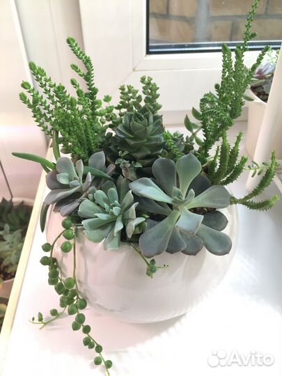 Суккуленты