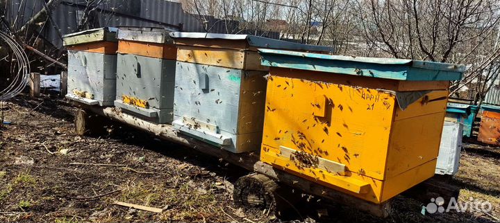 Продаю пчелосемьи