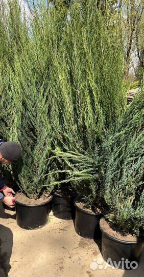 Можжевельник Блю Эрроу с гарантией приживаемости