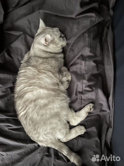 Сладкая Британская кошечка в Дар