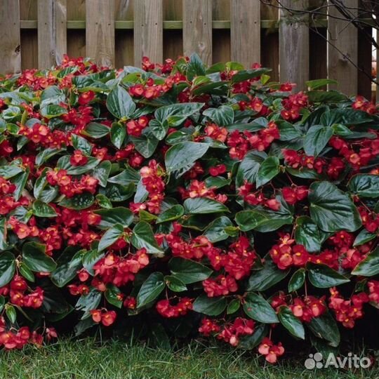 Эта бегония просто чудо