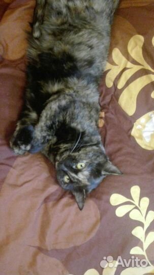 Кошка в добрые руки