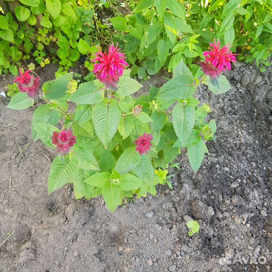 Рассада клещевины