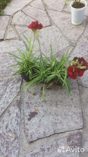 Ежемалина гибридная саженцы