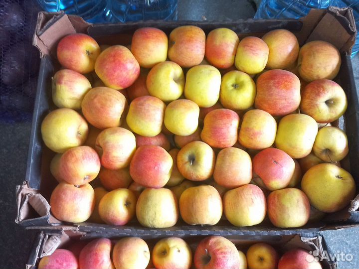 Яблоки краснодарский