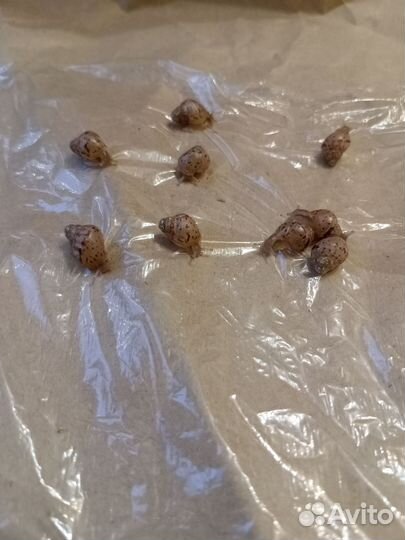 Улитки ахатины