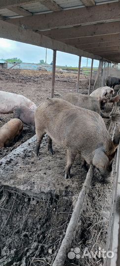 Белая русская свиноматка