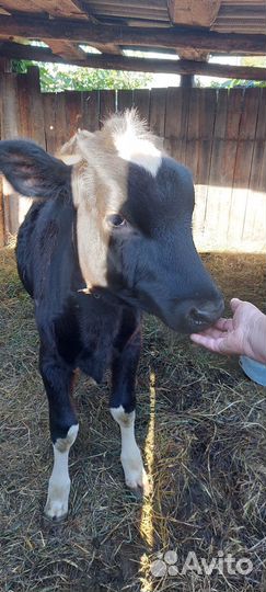 Корова телка