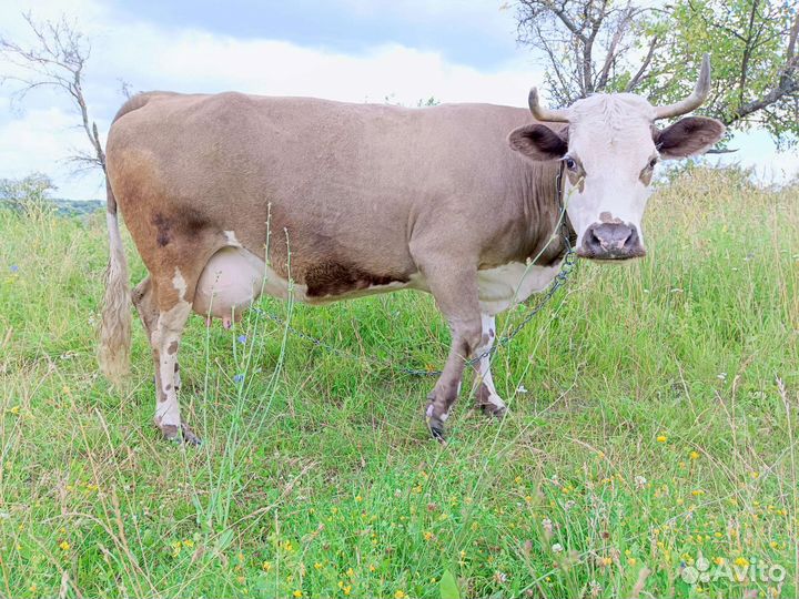 Продам корову