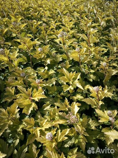 Пузыреплодник жёлтый