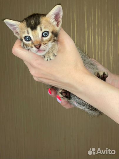 Саванна котята