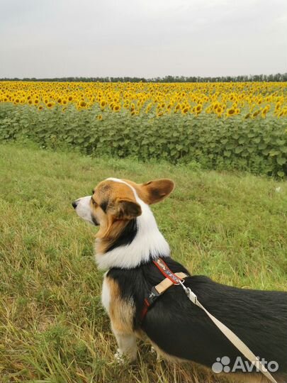 Шлейка анатомическая для собаки