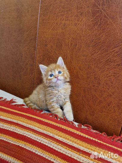 Мейн-кун котята