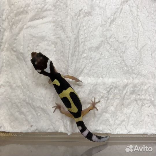 Bandit эублефар