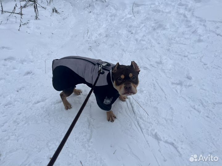 Куртка для собак