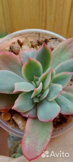 Суккуленты