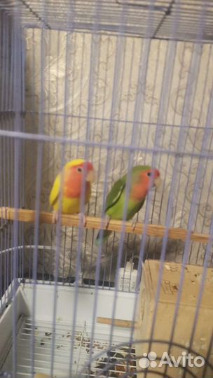 Неразлучники