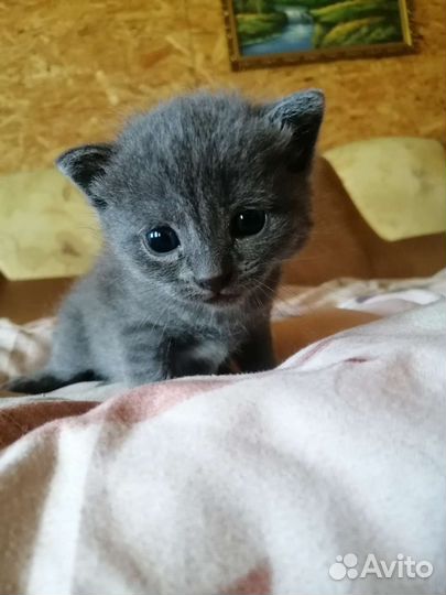 Котята русская голубая