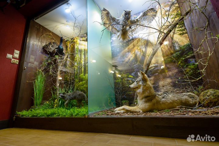 Чучела животных