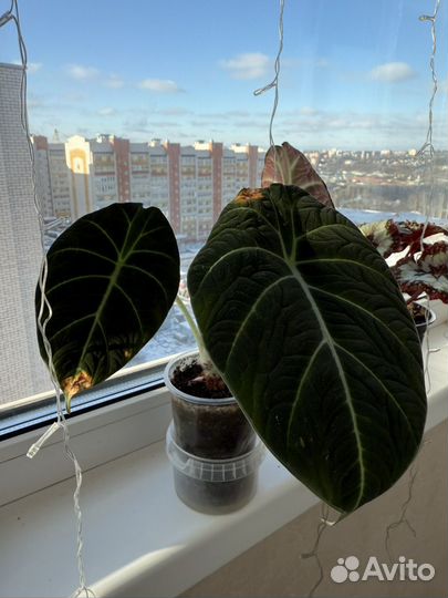 Алоказия блэк вельвет