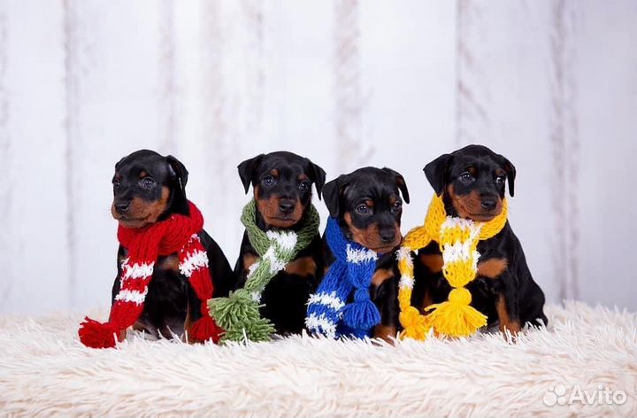 Щенки цвергпинчера