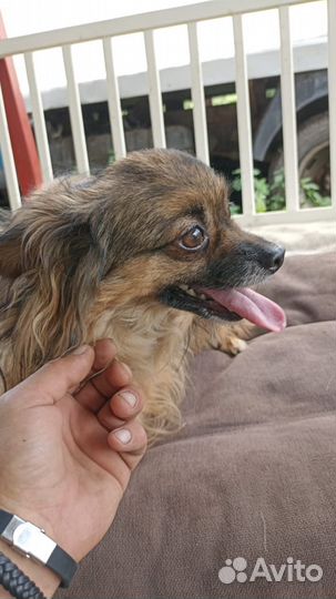 Собака в добрые руки отдам бесплатно