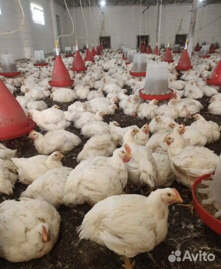 Куры бройлеры