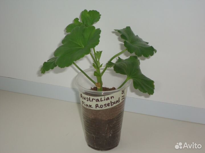 Пеларгония Australian Pink Rosebud