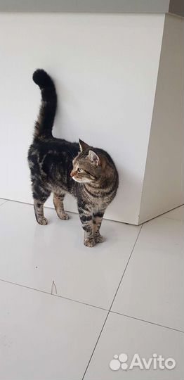 Кошка в дар