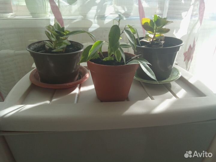 Фикус бенджамина пестролистный, каланхоэ