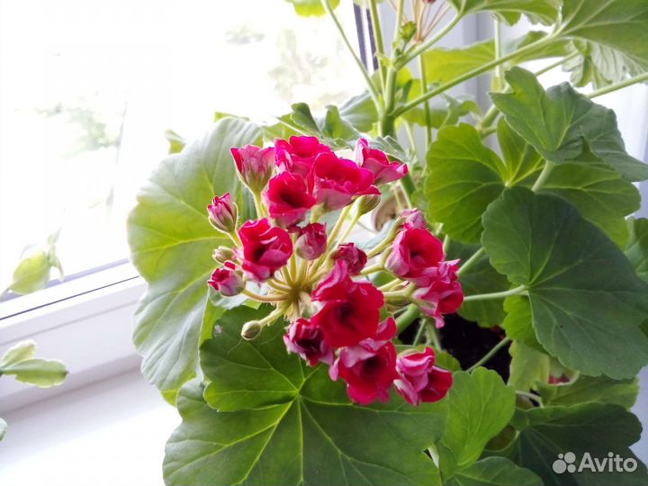 Пеларгония герань