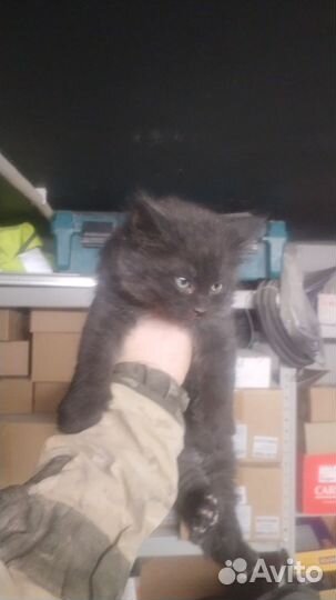 Отдам бесплатно котят