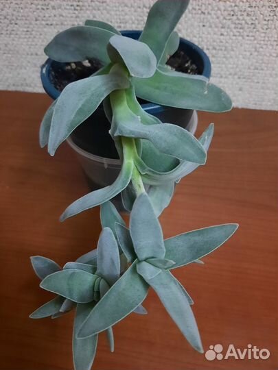 Крассула серповидная