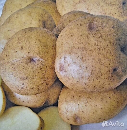 Картошка рассада на посадку