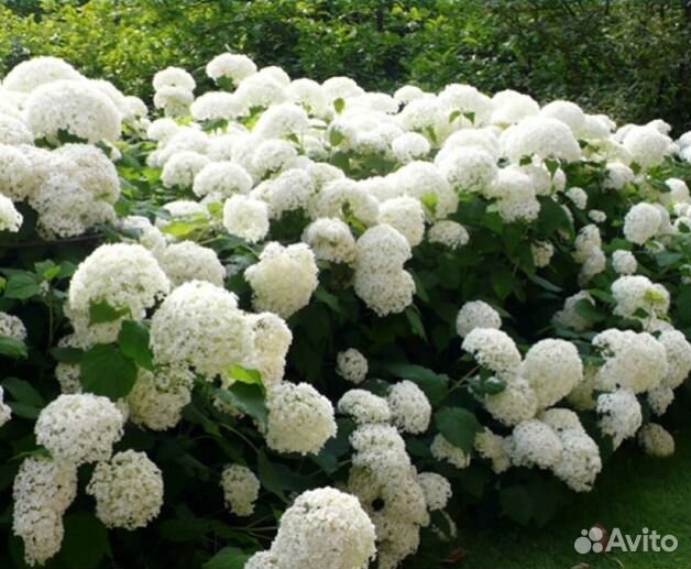 Саженцы Гортензии сорт Анабель