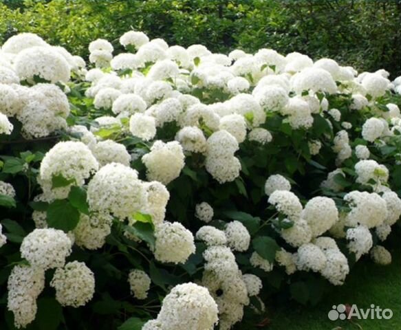 Саженцы Гортензии сорт Анабель