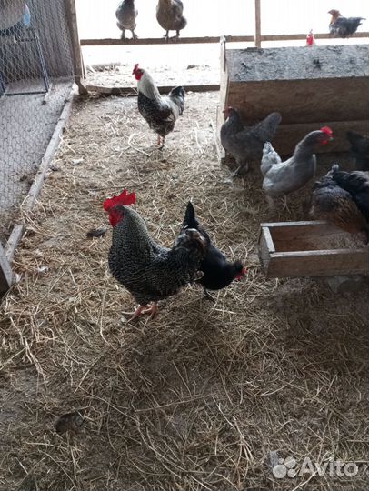 Продам домашние кур
