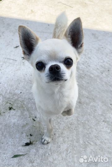 Кобель на вязку