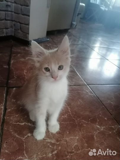 Отдам бесплатно