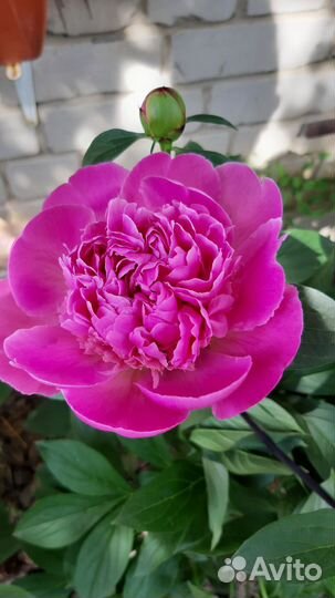 Пион Edulis Superba' (Эдулис Суперба)