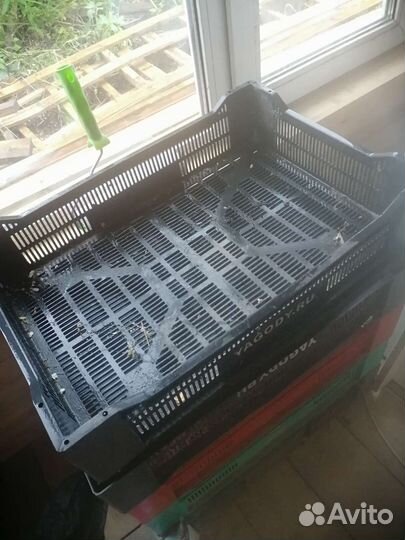 Ящики для ягод