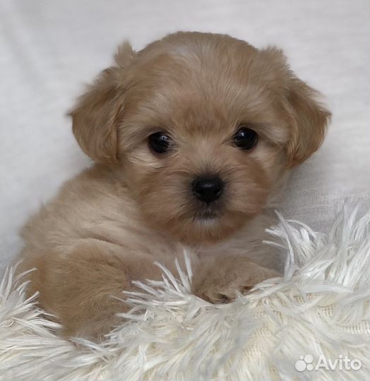 Мальтипу мини F1