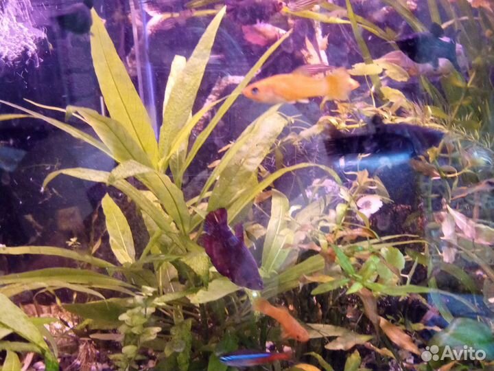 Аквариумные рыбки, растения