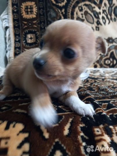 Щенок чихуахуа